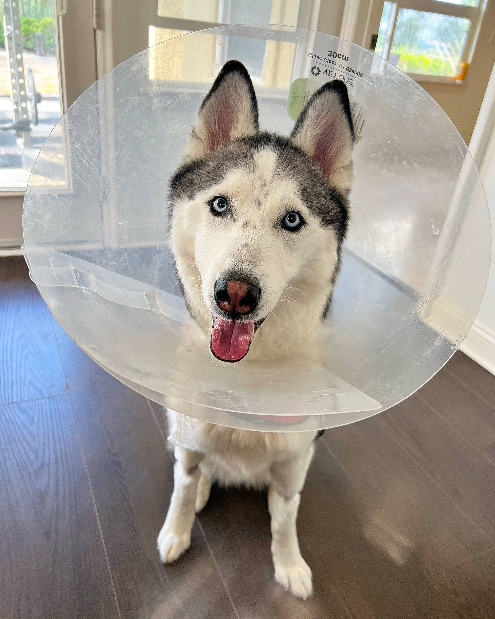 Blueberry is registered to the contest to win money with this photo: canidae, canis, carnivore, collar, companion_dog, dog, dog_breed, eye, floor, flooring, fur, jaw, pet_supply, rectangle, siberian_husky, sled_dog, snout, sporting_group, whiskers, working_animal