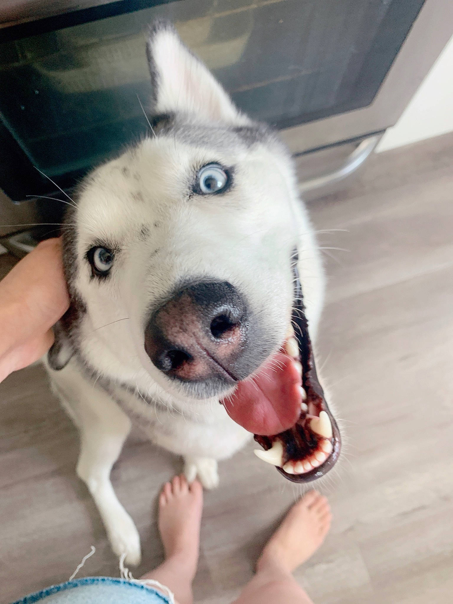 Blueberry joined the competition — help win amazing prizes! canidae, carnivore, collar, companion_dog, dog, dog_breed, dog_collar, eyelash, fang, fawn, fur, happy, jaw, paw, selfie, sled_dog, snout, sporting_group, whiskers, working_animal