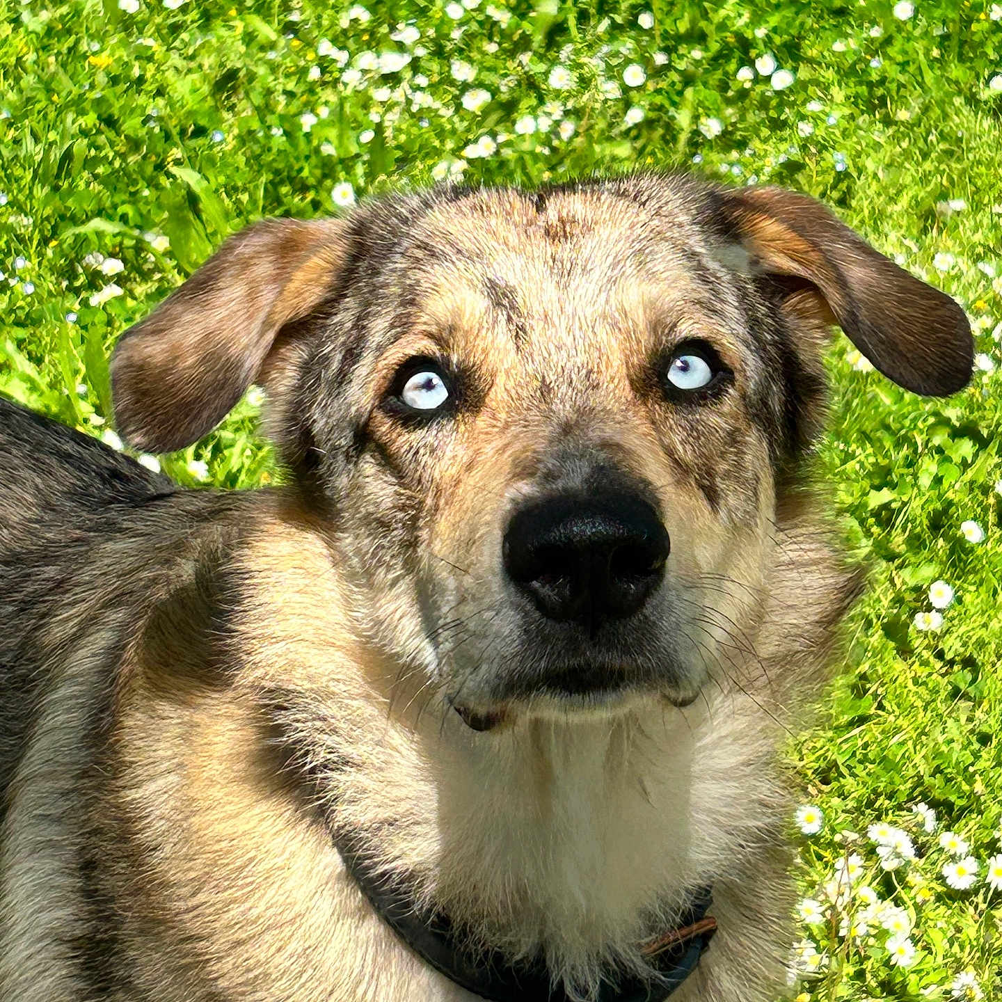 Tayka a rejoint le concours — aidez-le/la à gagner de superbes lots ! alert, animal, blue_eyes, canine, closeup, collar, cute, daylight, dog, ears, flowers, friendly, fur, grass, muzzle, nature, outdoor, pet, portrait, watchful