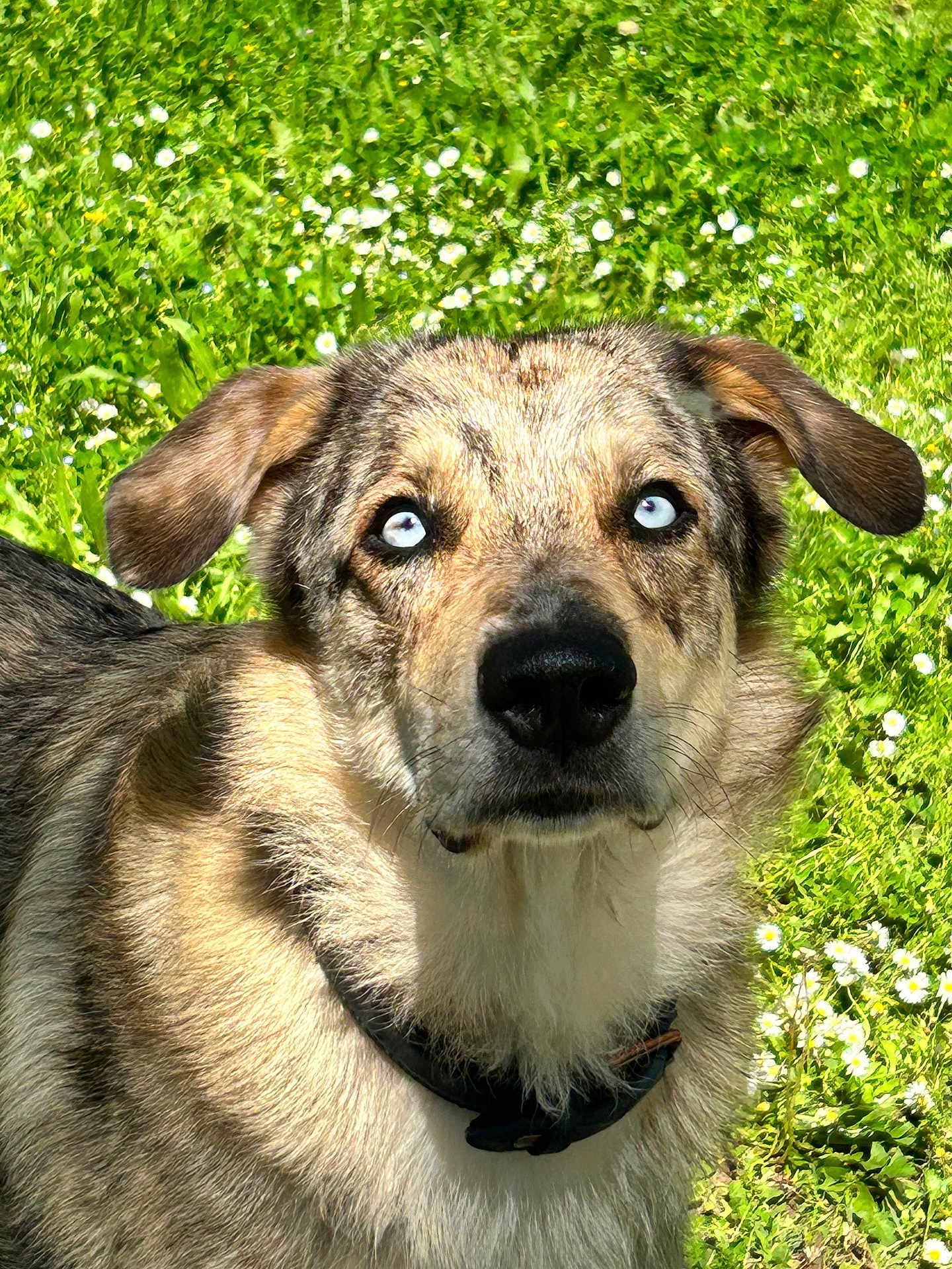 Tayka a rejoint le concours — aidez-le/la à gagner de superbes lots ! dog, blue_eyes, outdoor, grass, flowers, pet, fur, collar, animal, nature, canine, ears, portrait, closeup, daylight, muzzle, watchful, alert, friendly, cute