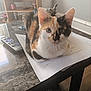 Lucy Aka Lucifer joined the competition — help win amazing prizes! cat, calico_cat, table, remote_control, pen, paper, living_room, furniture, television, wooden_stand, floor, curious, pet, indoor, marble_surface, domestic_animal, sitting, close_up, face, eyes