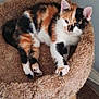 Lucy Aka Lucifer joined the competition — help win amazing prizes! kitten, calico, cat, pet, feline, fur, animal, cozy, bed, plush, relaxed, cute, indoor, resting, paw, ears, whiskers, young, comfort, home