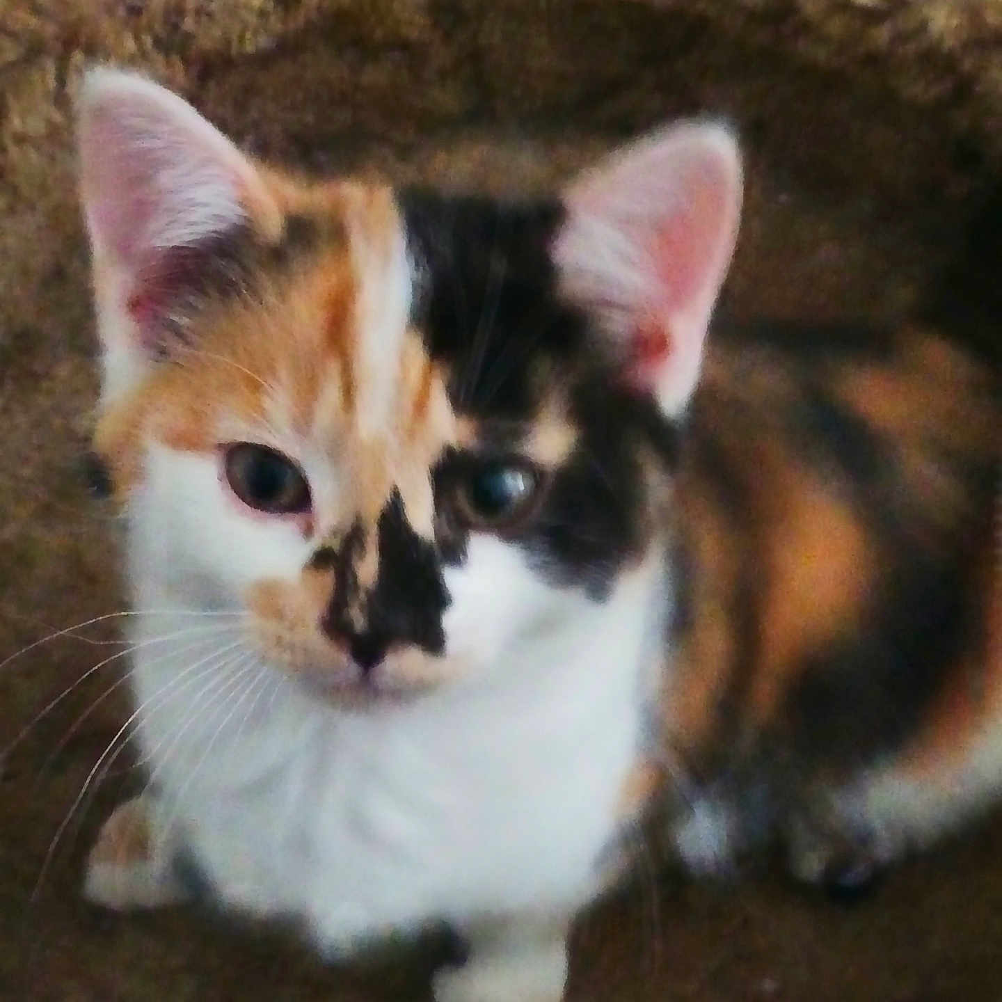 Lucy Aka Lucifer is registered to the contest to win money with this photo: animal, bed, calico, cat, cozy, cute, domestic, ears, feline, fur, furry, indoor, kitten, mammal, pet, portrait, sitting, small, whiskers, young