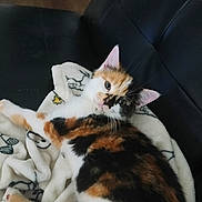 Lucy Aka Lucifer is registered to the contest to win money with this photo: cat, calico_cat, feline, pet, animal, blanket, couch, leather, indoor, resting, fur, whiskers, ears, cute, relaxed, soft, comfort, home, looking, lying_down
