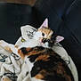 cat, calico_cat, feline, pet, animal, blanket, couch, leather, indoor, resting, fur, whiskers, ears, cute, relaxed, soft, comfort, home, looking, lying_down