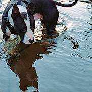 Tommy participe au concours pour gagner de l'argent avec cette photo : dog, water, reflection, black_and_white, harness, outdoor, animal, canine, shallow_water, ripples, nature, pet, walking, wet, daylight, muzzle, ears, tail, fur, curious