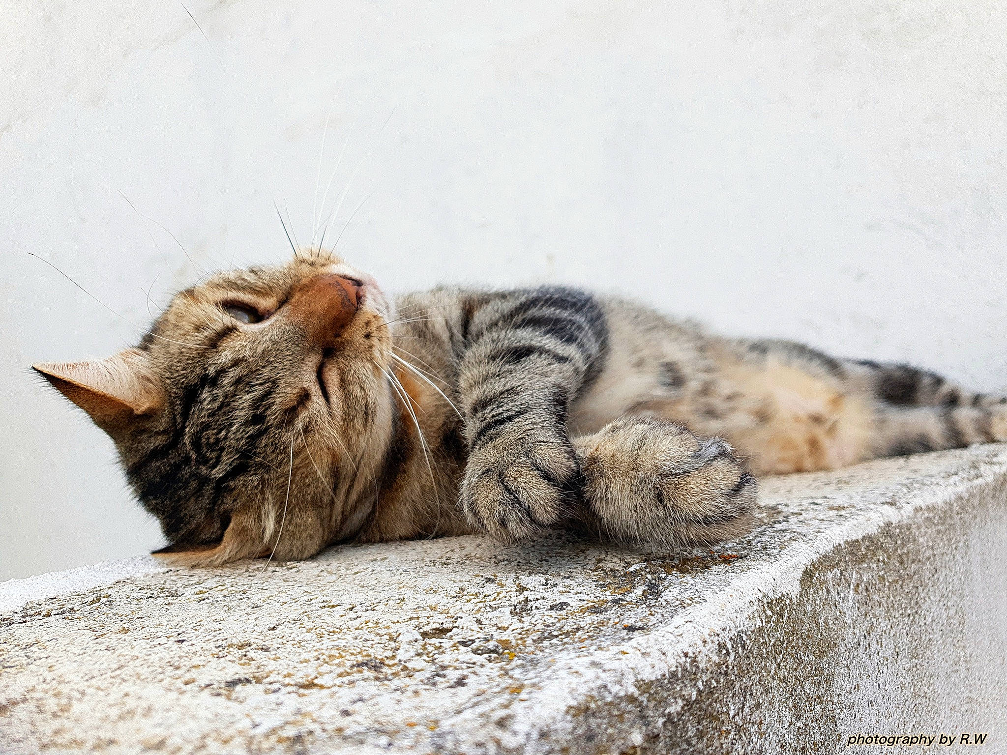 Flèche a rejoint le concours — aidez-le/la à gagner de superbes lots ! beige, carnivore, cat, claw, domestic_short_haired_cat, fawn, felidae, fur, grey, mammal, nap, organism, paw, sleep, small_to_medium_sized_cats, snout, tabby_cat, terrestrial_animal, whiskers