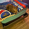Fifille participe au concours pour gagner de l'argent avec cette photo : animal, bed, bedding, bedroom, blanket, cat, colorful, cozy, ears, feline, gray_cat, home, indoor, kitten, pet, portrait, sitting, whiskers, wide_eyes, wooden_floor