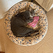 Fifille a rejoint le concours — aidez-le/la à gagner de superbes lots ! animal, cat, cozy, curled_up, floor, furniture, gray_cat, home, indoors, leopard_print, nap, pet, pet_bed, pink_blanket, plush_bed, relaxed, sleeping, table, tile_floor, wall