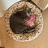 animal, cat, cozy, curled_up, floor, furniture, gray_cat, home, indoors, leopard_print, nap, pet, pet_bed, pink_blanket, plush_bed, relaxed, sleeping, table, tile_floor, wall