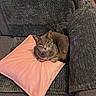 animal, blanket, cat, couch, cozy, ears, fabric, feline, furniture, gray_cat, home, indoors, loaf_pose, pet, pink_blanket, portrait, sitting, sofa, whiskers, yellow_eyes