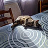 Fifille a rejoint le concours — aidez-le/la à gagner de superbes lots ! animal, apartment_building, cat, curtains, dining_room, home, indoor, lying_down, patterned_surface, pet, photography, relaxed, sleeping, sunlight, tabby_cat, table, tablecloth, whiskers, window, wooden_chairs