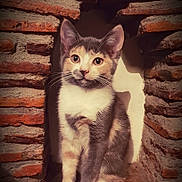Opale participe au concours pour gagner de l'argent avec cette photo : aegean_cat, cat, cat_like_mammal, domestic_short_haired_cat, fauna, fur, kitten, small_to_medium_sized_cats, snout, whiskers