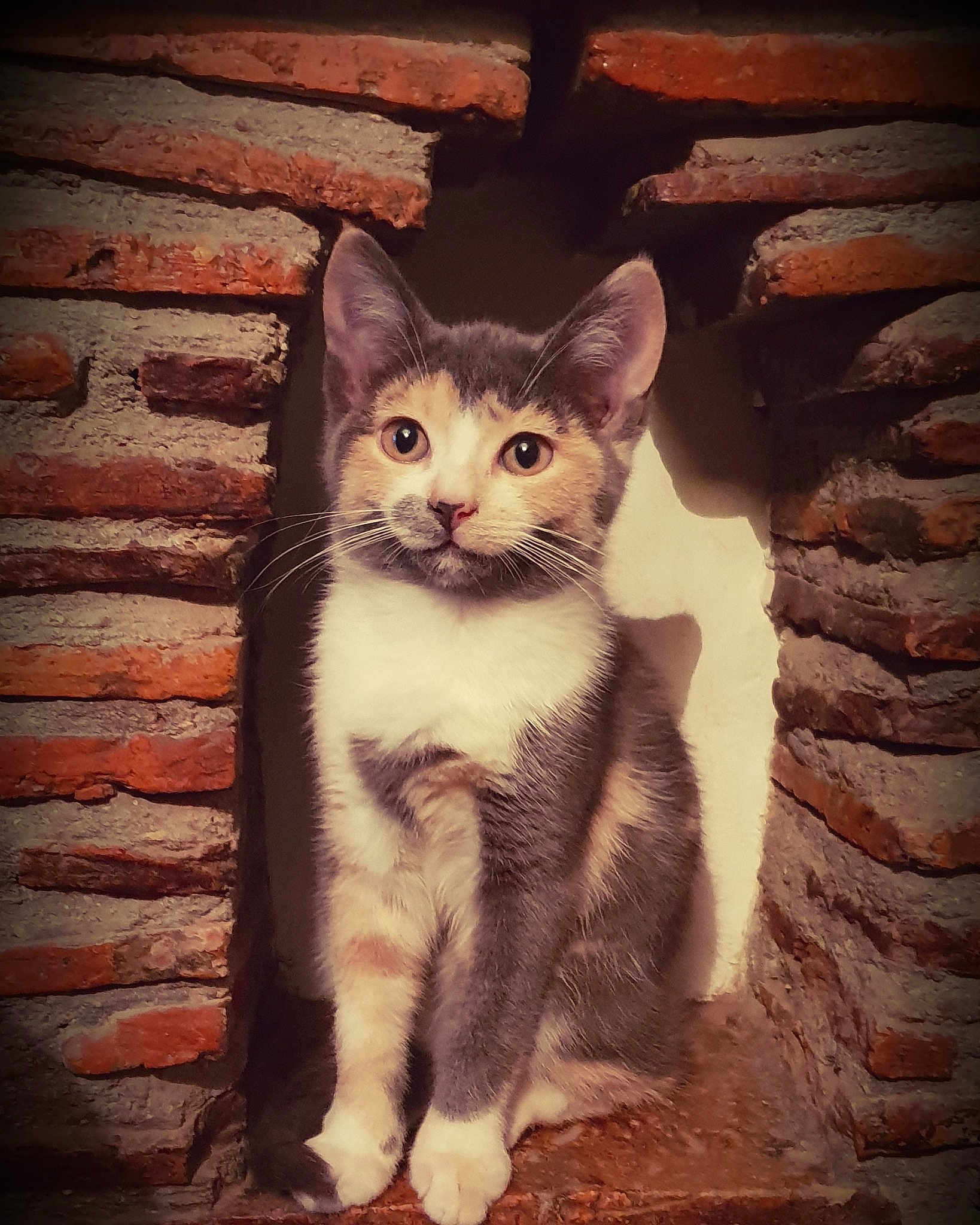 Opale