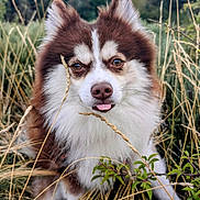 Volt a rejoint le concours — aidez-le/la à gagner de superbes lots ! dog, animal, outdoor, grass, nature, pet, brown, white, fur, tongue, playful, field, scenery, wild, ears, cute, canine, portrait, closeup, landscape