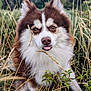 dog, animal, outdoor, grass, nature, pet, brown, white, fur, tongue, playful, field, scenery, wild, ears, cute, canine, portrait, closeup, landscape