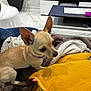 Choupette participe au concours pour gagner de l'argent avec cette photo : dog, small_dog, tan_dog, blanket, yellow_pillow, living_room, indoor, furniture, television, plant, person_hand, phone, modern_decor, floor, table, cushion, curious, pet, cozy, home