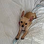 chihuahua, dog, puppy, small_dog, tan_dog, pet, cute, ears, lying_down, blanket, couch, indoor, domestic_animal, fur, animal, companion, resting, looking_up, adorable, young