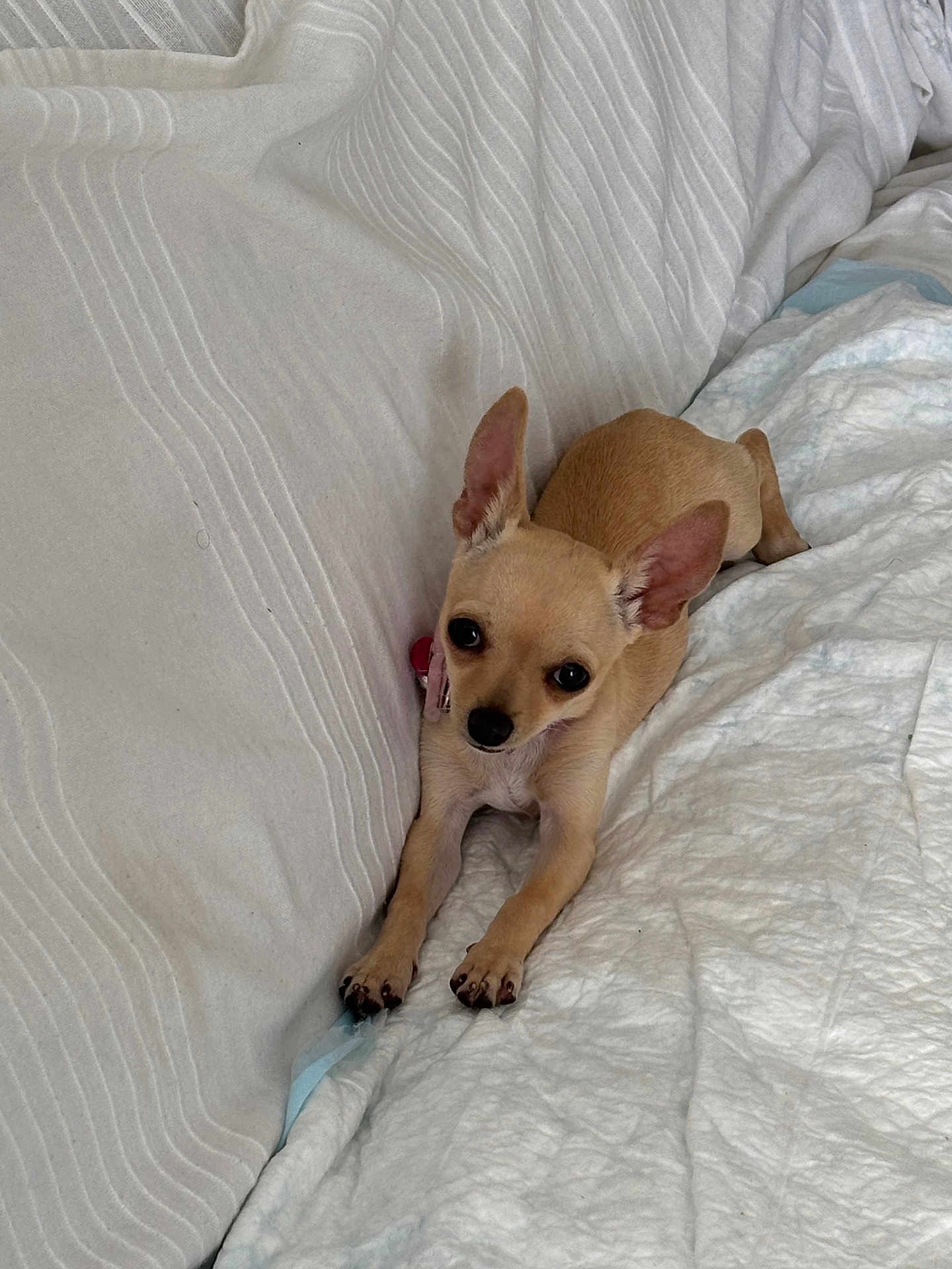 Choupette participe au concours pour gagner de l'argent avec cette photo : chihuahua, dog, puppy, small_dog, tan_dog, pet, cute, ears, lying_down, blanket, couch, indoor, domestic_animal, fur, animal, companion, resting, looking_up, adorable, young
