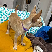 Choupette a rejoint le concours — aidez-le/la à gagner de superbes lots ! dog, chihuahua, small_dog, tan_dog, purple_collar, yellow_cushion, blanket, blue_blanket, brown_blanket, patterned_couch, indoor, living_room, furniture, alert, pet, ears_up, standing, side_view, domestic_animal, home