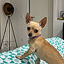 Choupette participe au concours pour gagner de l'argent avec cette photo : dog, chihuahua, small_dog, tan_dog, pet, indoor, blanket, patterned_blanket, purple_collar, looking_back, ear_up, floor_lamp, door, modern_room, home_interior, furniture, cute, animal, companion, domestic_pet