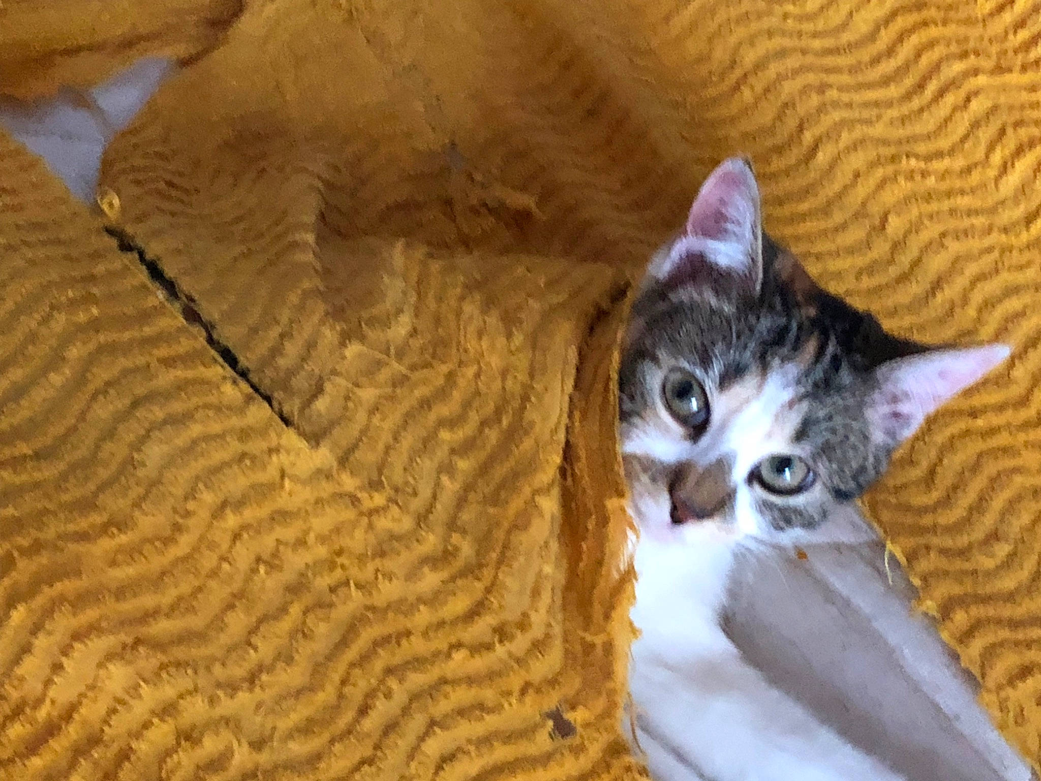 Skoll a rejoint le concours — aidez-le/la à gagner de superbes lots ! carnivore, cat, cat_furniture, cat_supply, comfort, domestic_short_haired_cat, door, felidae, fur, paw, small_to_medium_sized_cats, snout, tail, terrestrial_animal, whiskers, wildlife, wood