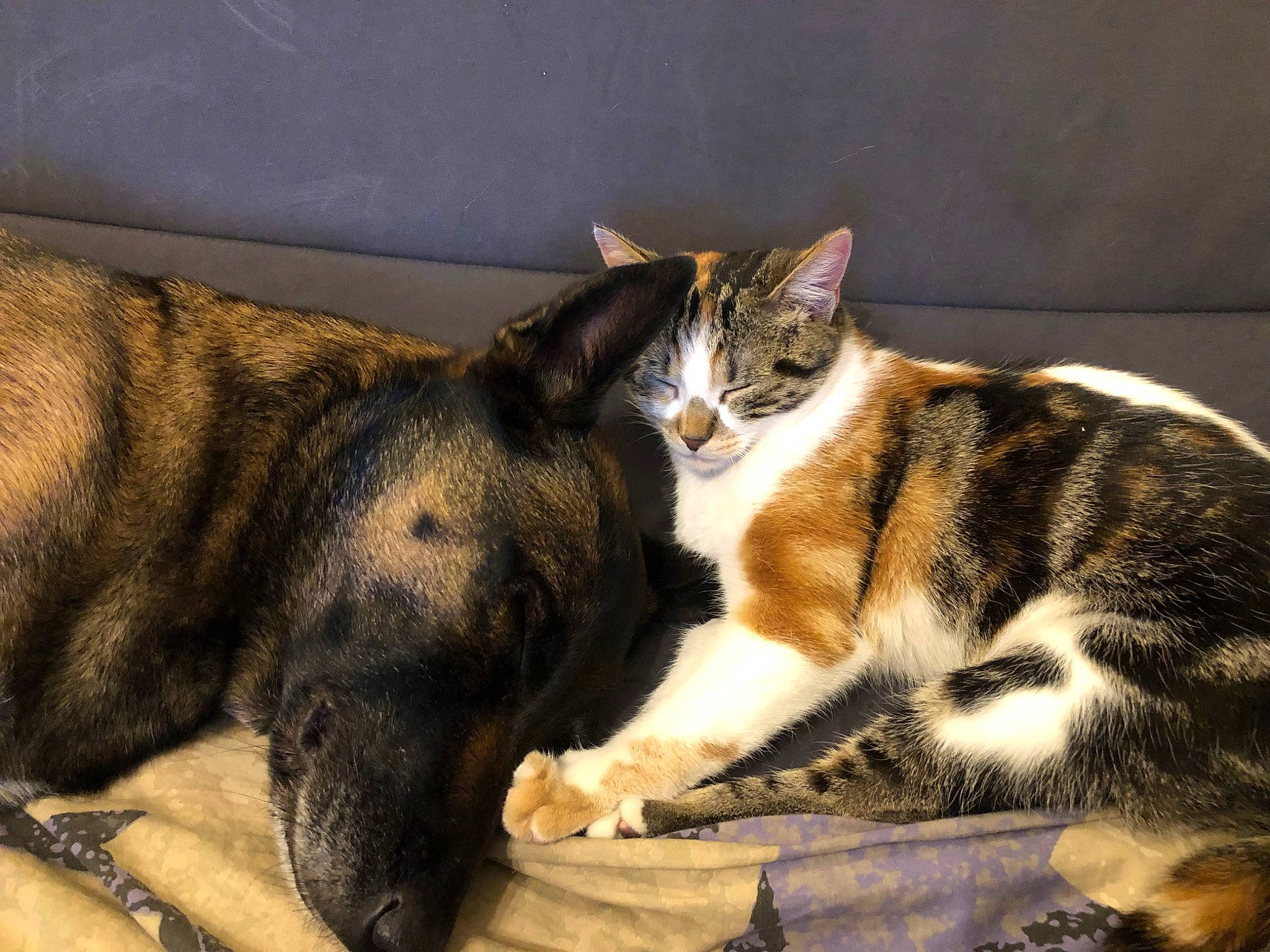 Skoll a rejoint le concours — aidez-le/la à gagner de superbes lots ! carnivore, cat, cat_supply, claw, comfort, domestic_short_haired_cat, felidae, fur, grass, nap, paw, sitting, sleep, small_to_medium_sized_cats, snout, tail, terrestrial_animal, whiskers, wood