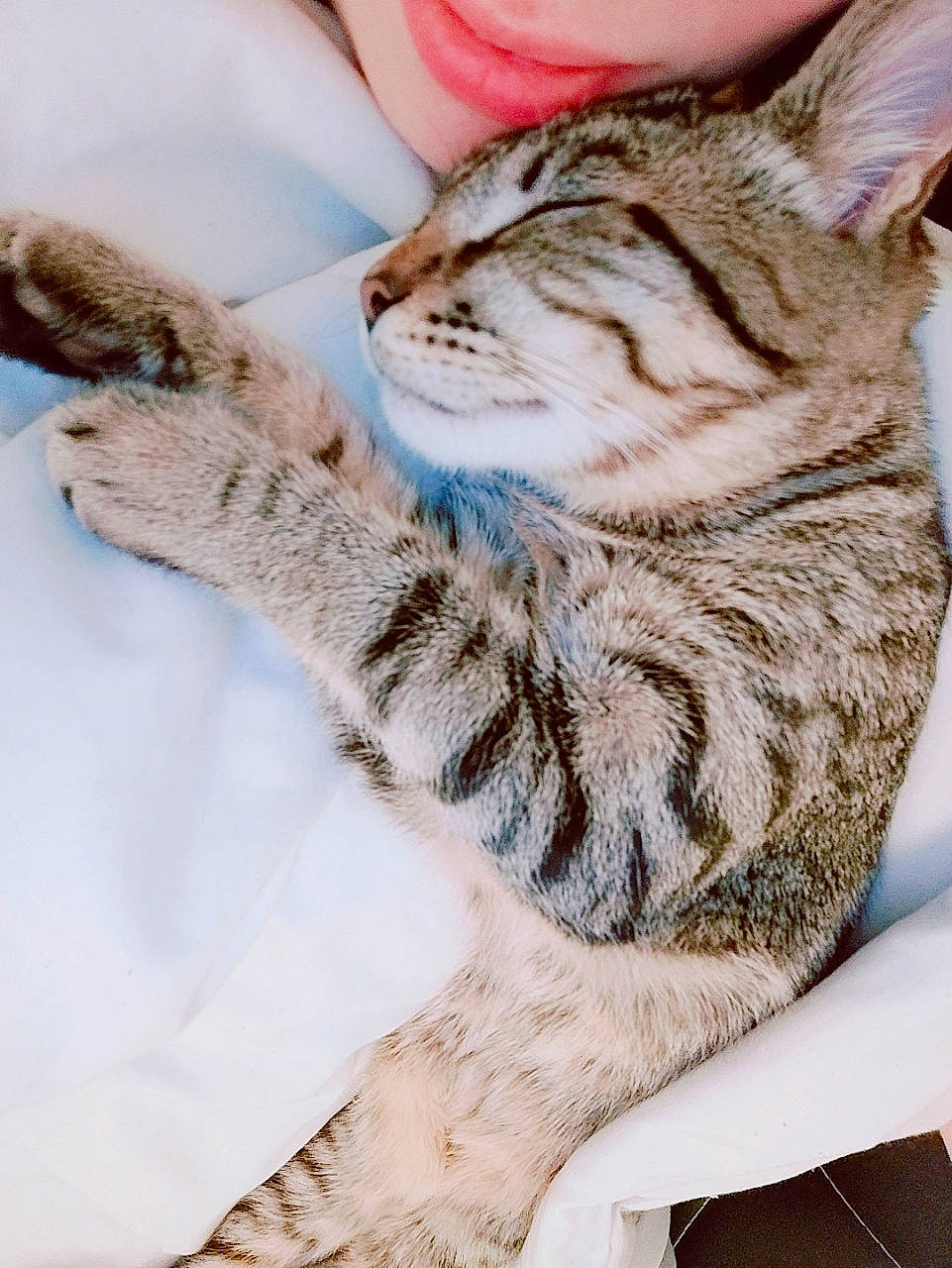 Wyllow a rejoint le concours — aidez-le/la à gagner de superbes lots ! carnivore, cat, claw, comfort, domestic_short_haired_cat, ear, fawn, felidae, fur, paw, sitting, small_to_medium_sized_cats, snout, tail, terrestrial_animal, whiskers, wildlife