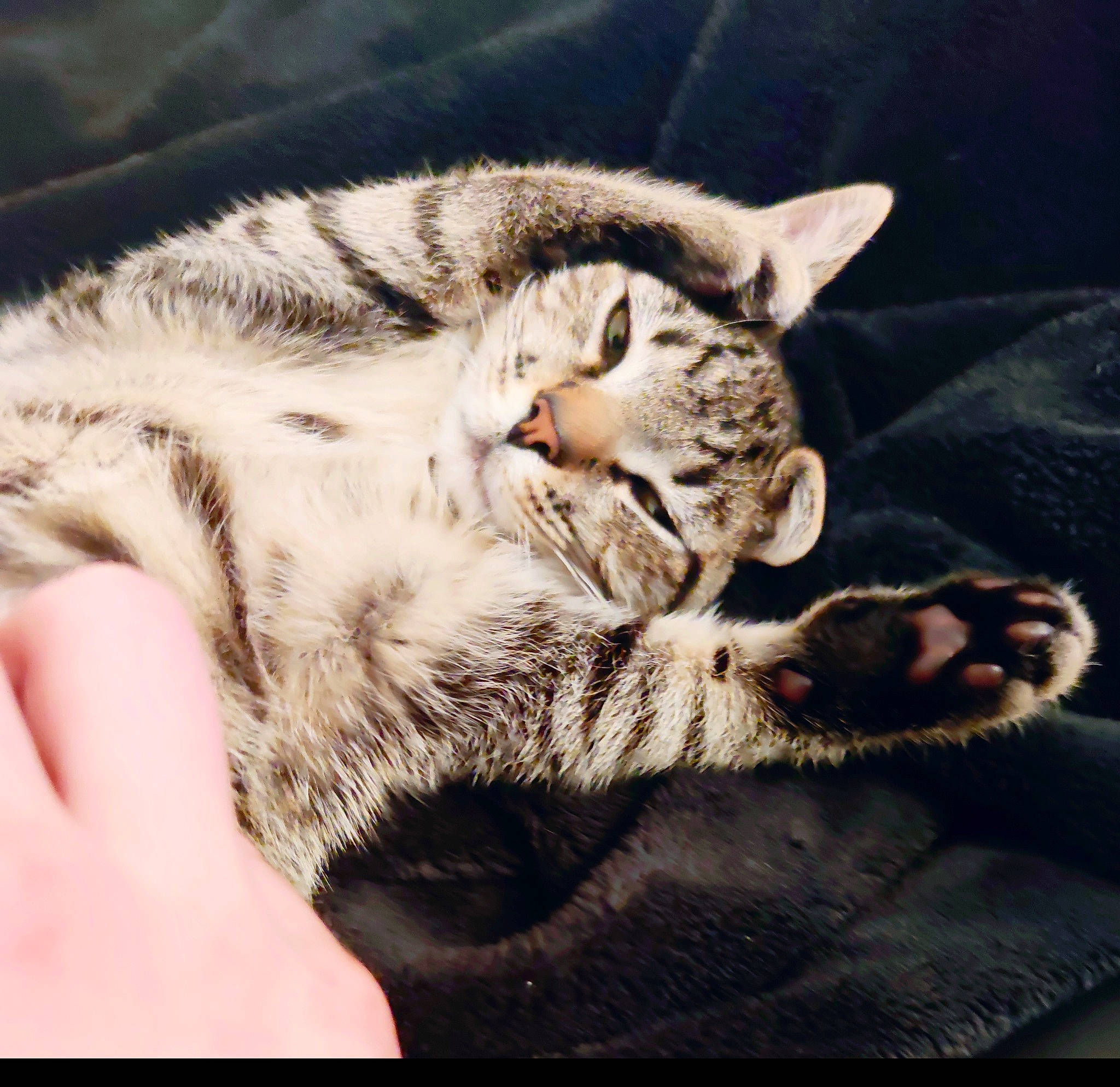 Wyllow a rejoint le concours — aidez-le/la à gagner de superbes lots ! carnivore, cat, claw, cloud, comfort, domestic_short_haired_cat, eye, felidae, fur, hand, nap, paw, sleep, small_to_medium_sized_cats, snout, tail, terrestrial_animal, whiskers, wildlife, window