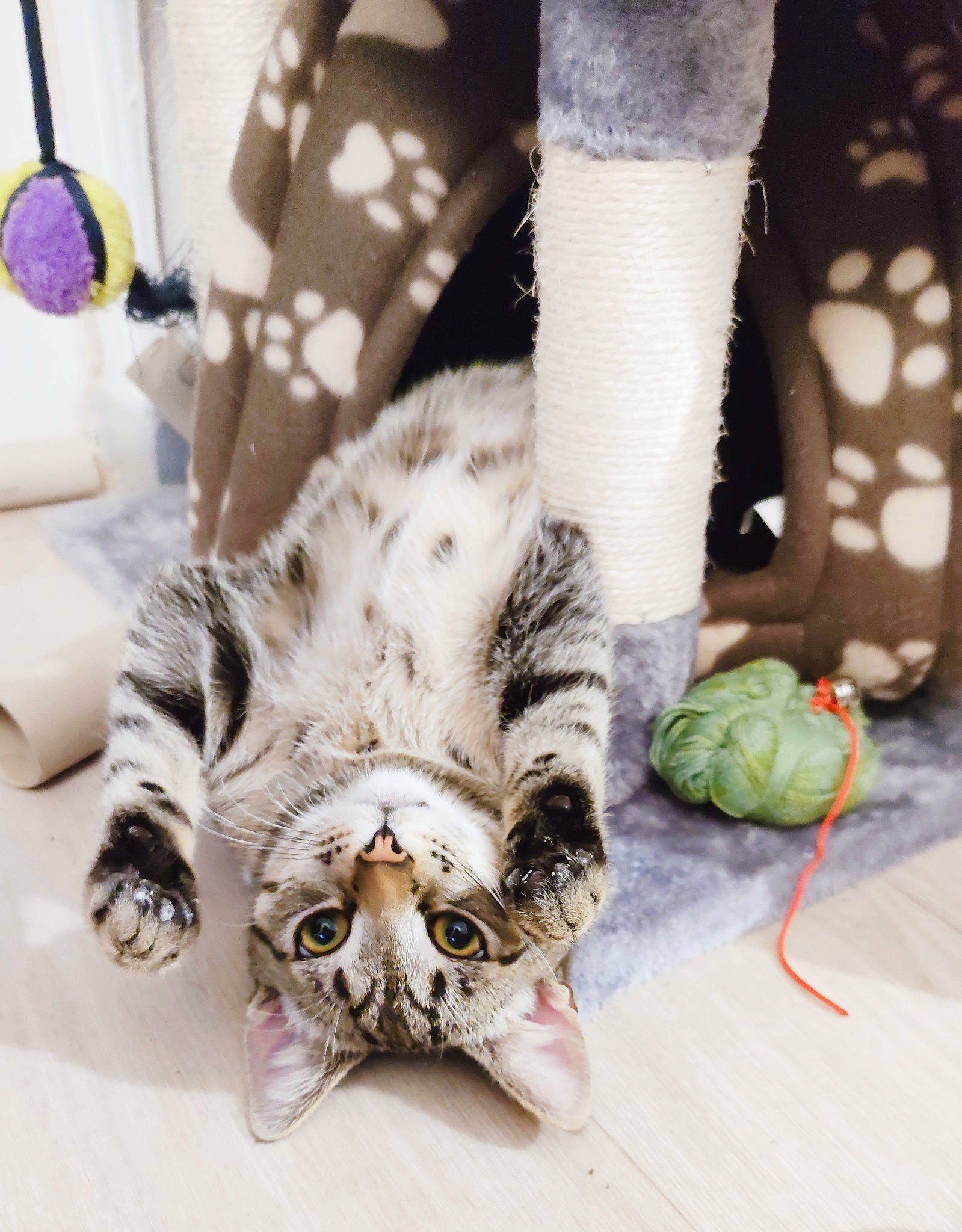 Wyllow participe au concours pour gagner de l'argent avec cette photo : carnivore, cat, comfort, domestic_short_haired_cat, fashion_accessory, felidae, foot, fur, gesture, human_leg, knee, leg, linens, small_to_medium_sized_cats, snout, sock, tail, textile, thigh, whiskers