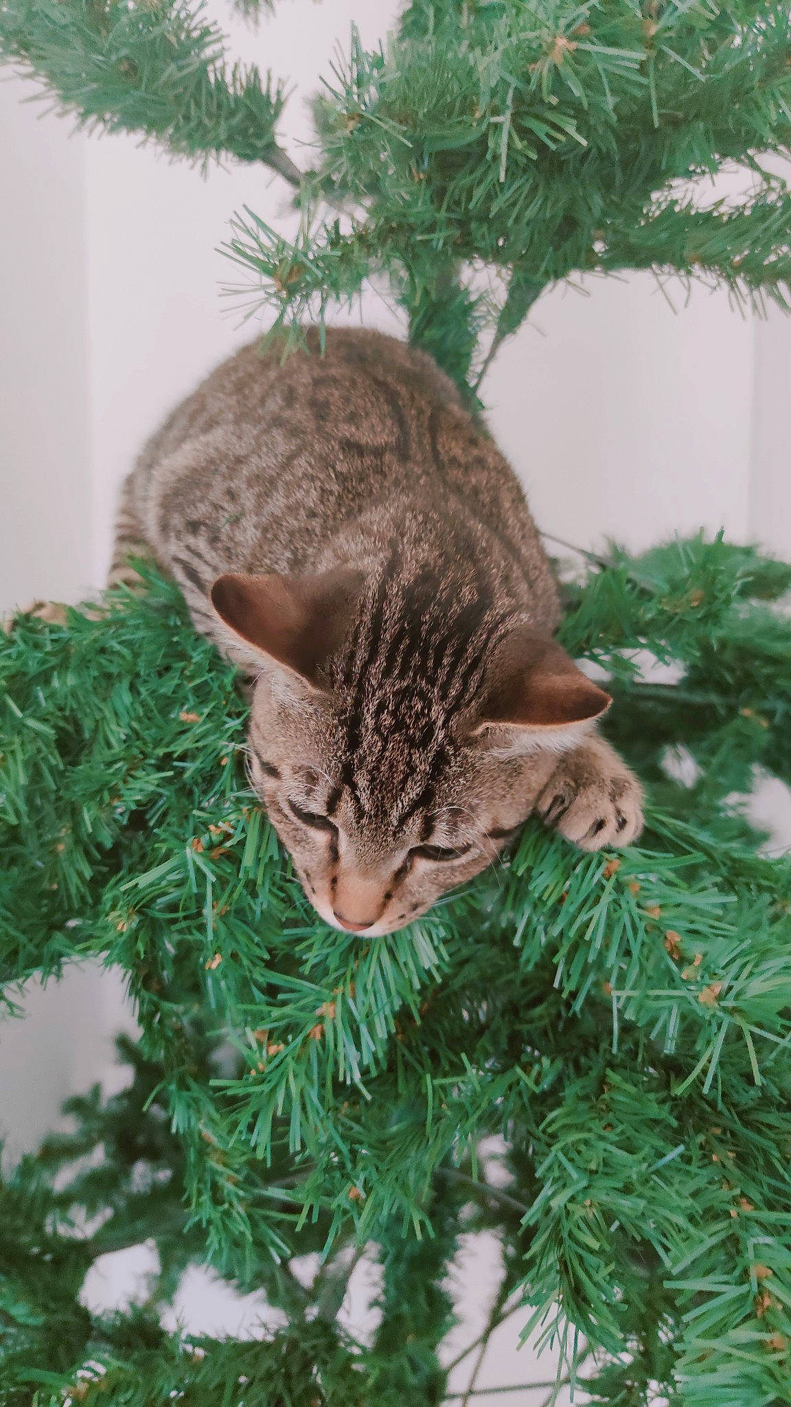 Wyllow participe au concours pour gagner de l'argent avec cette photo : branch, carnivore, cat, christmas_decoration, christmas_ornament, christmas_tree, evergreen, felidae, grass, holiday_ornament, larch, ornament, plant, small_to_medium_sized_cats, snout, tail, tree, twig, whiskers, woody_plant