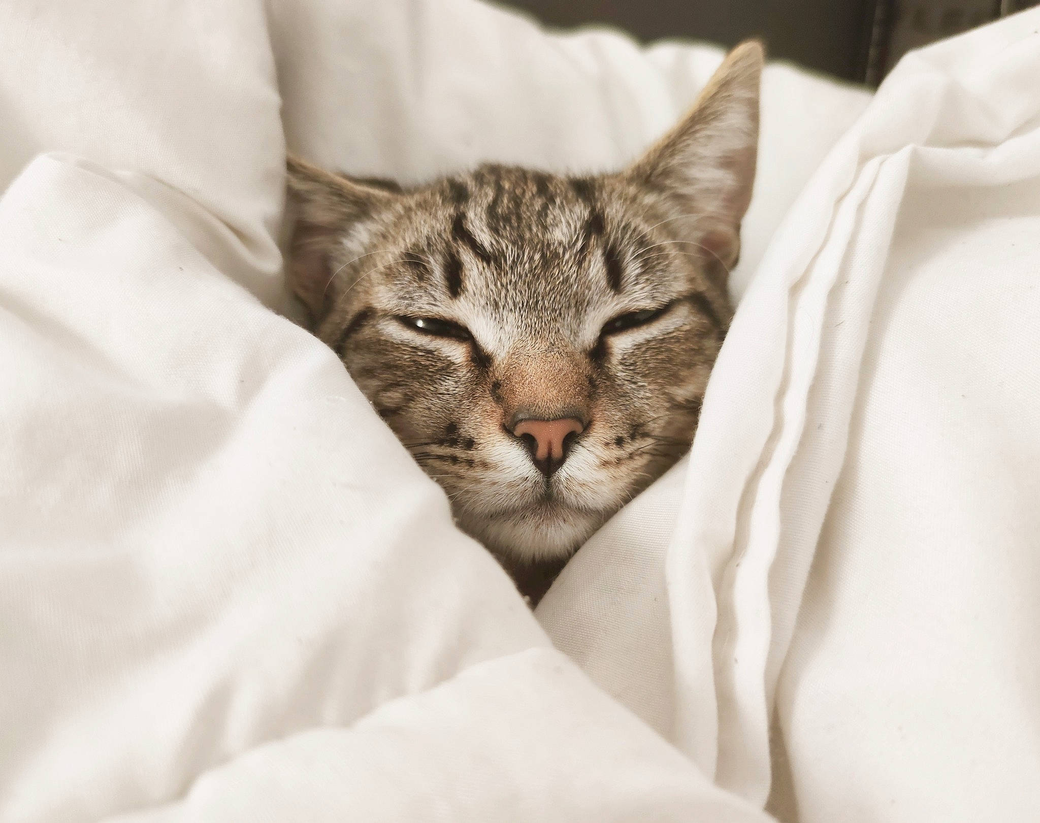 Wyllow a rejoint le concours — aidez-le/la à gagner de superbes lots ! bedding, carnivore, cat, comfort, domestic_short_haired_cat, felidae, fur, linens, nap, paw, small_to_medium_sized_cats, snout, terrestrial_animal, tree, whiskers, wildlife