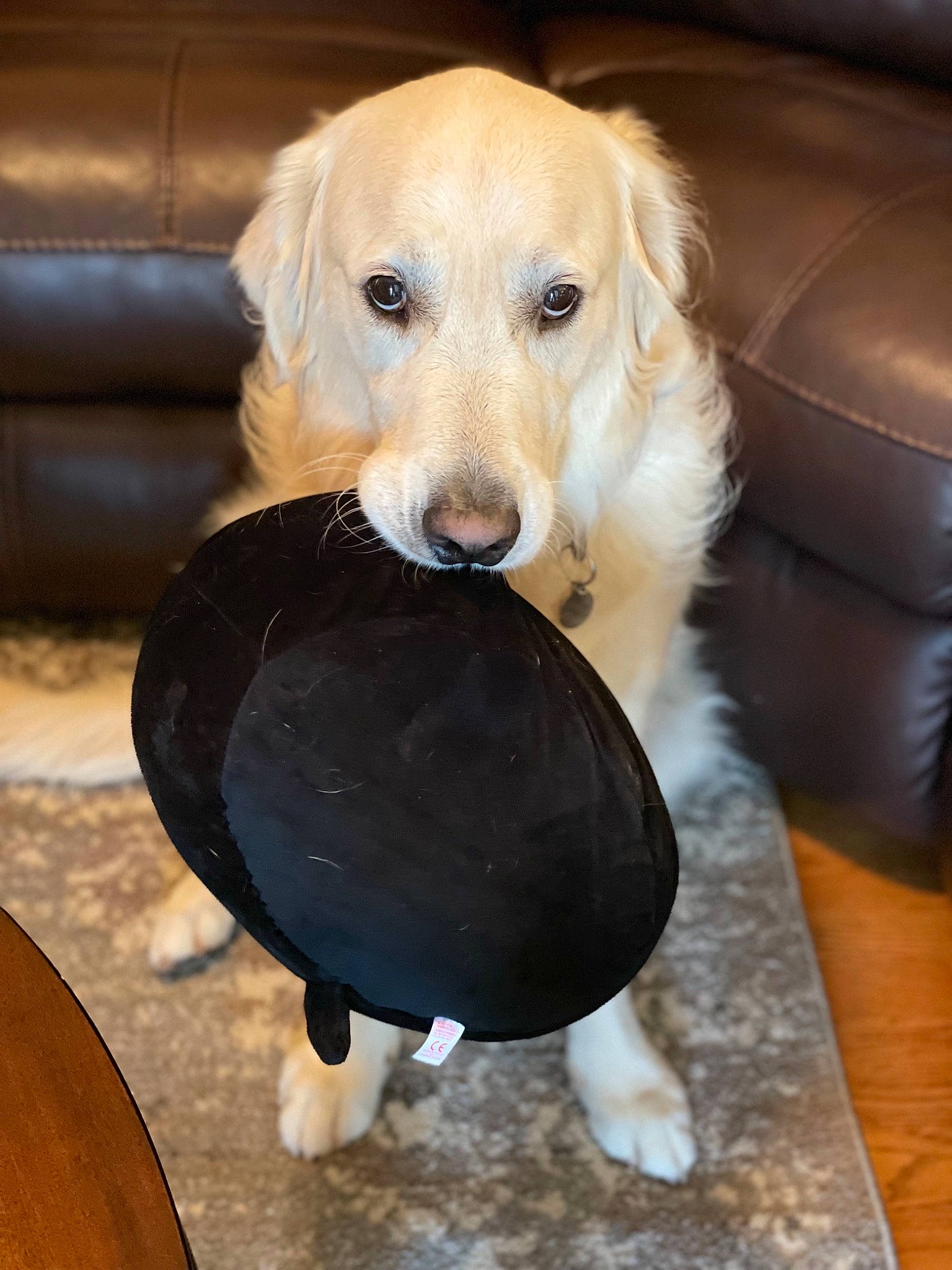 Leo joined the competition — help win amazing prizes! ball, carnivore, chair, collar, companion_dog, dog, dog_breed, dog_collar, dog_supply, fawn, floor, flooring, fur, helmet, pet_supply, snout, sporting_group, whiskers, wood, working_animal