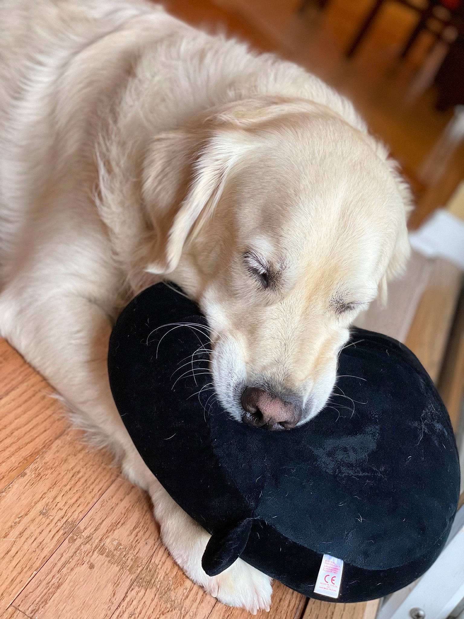 Leo is registered to the contest to win money with this photo: ball, canidae, carnivore, collar, comfort, companion_dog, dog, dog_breed, dog_collar, dog_supply, fawn, flooring, hardwood, paw, pet_supply, retriever, snout, whiskers, wood, working_animal