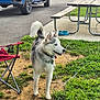 Mira joined the competition — help win amazing prizes! dog, husky, outdoor, grass, chain, picnic_table, folding_chair, vehicle, blue_truck, collar, pet, animal, daylight, park, leash, metal_chain, concrete, dirt, greenery, water_bowl