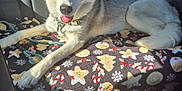Mira joined the competition — help win amazing prizes! dog, husky, pet, animal, car_interior, backseat, blanket, holiday, christmas, candy_cane, cookie, sunlight, relaxed, tongue_out, fur, ears, collar, seatbelt, cozy, resting