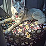 animal, backseat, blanket, candy_cane, car_interior, christmas, collar, cookie, cozy, dog, ears, fur, holiday, husky, pet, relaxed, resting, seatbelt, sunlight, tongue_out