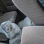 Mira is registered to the contest to win money with this photo: dog, husky, resting, car_interior, seat, cushion, furry, animal, pet, side_view, relaxed, gray, white, canine, indoors, transportation, fur, comfort, vehicle, collar