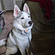 Mira is registered to the contest to win money with this photo: dog, husky, pet, indoor, carpet, leash, collar, living_room, furniture, blanket, animal, sitting, fur, ears, face, canine, house, domestic, cute, eyes