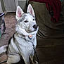 animal, blanket, canine, carpet, collar, cute, dog, domestic, ears, eyes, face, fur, furniture, house, husky, indoor, leash, living_room, pet, sitting