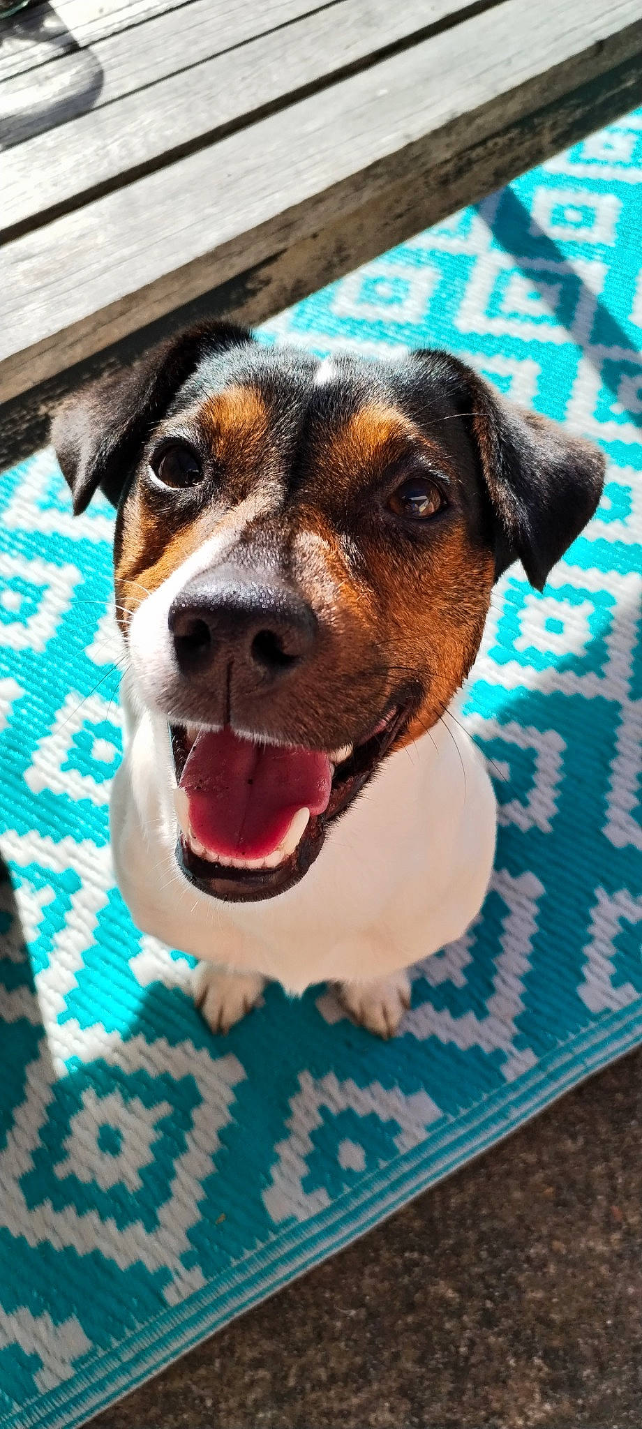 Toby a rejoint le concours — aidez-le/la à gagner de superbes lots ! ball, blue, canidae, carnivore, collar, companion_dog, dog, dog_breed, fawn, fur, green, pattern, paw, scent_hound, snout, sporting_group, street_dog, whiskers, working_animal, working_dog