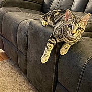 Max is registered to the contest to win money with this photo: alert, animal, armrest, carpet, cat, couch, cute, domestic_cat, feline, fur, home, indoor, living_room, pet, relaxed, seated, sofa, striped, tabby_cat, whiskers