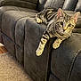 alert, animal, armrest, carpet, cat, couch, cute, domestic_cat, feline, fur, home, indoor, living_room, pet, relaxed, seated, sofa, striped, tabby_cat, whiskers
