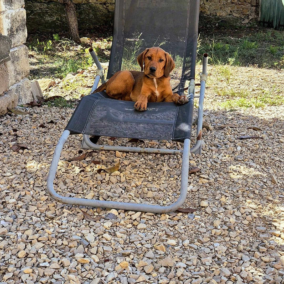 Vasco participe au concours pour gagner de l'argent avec cette photo : animal, architecture, backyard, building, canine, dog, grass, nature, outdoors, pebble, pet, plant, puppy, road, rock, shelter, slate, soil, vegetation, yard