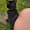 Chrissy is registered to the contest to win money with this photo: black_cat, cat, grass, outdoor, person_leg, slipper, sock, colorful_collar, pet, animal, nature, greenery, paw, back_view, summer, relaxation, ground, yellow_flower, casual, companion