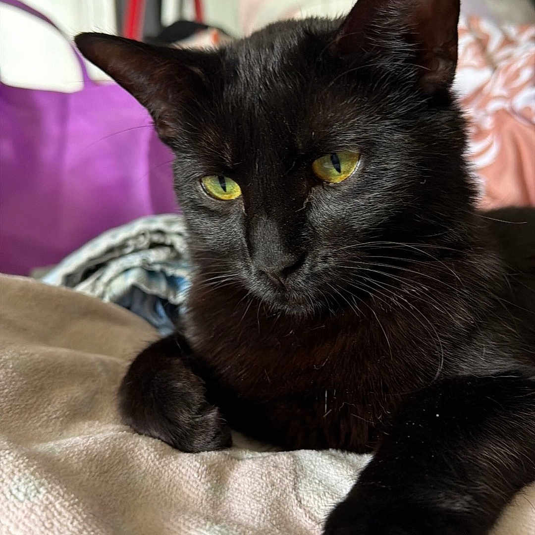 Chrissy is registered to the contest to win money with this photo: cat, black_cat, pet, animal, feline, yellow_eyes, close_up, indoor, resting, blanket, fur, whiskers, soft_texture, household, comfort, domestic, cute, portrait, relaxed, cozy
