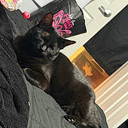 Chrissy joined the competition — help win amazing prizes! cat, black_cat, pet, indoor, bed, blanket, sleeping, fur, animal, feline, door, curtain, bag, resting, cozy, close_up, paw, whiskers, quiet, domestic