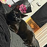 cat, black_cat, pet, indoor, bed, blanket, sleeping, fur, animal, feline, door, curtain, bag, resting, cozy, close_up, paw, whiskers, quiet, domestic