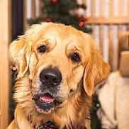 Olaf participe au concours pour gagner de l'argent avec cette photo : golden_retriever, dog, pet, portrait, holiday, christmas_tree, festive, bandana, red, plaid, indoor, cute, animal, canine, fur, friendly, domestic_animal, closeup, background_blur, decorations