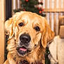 golden_retriever, dog, pet, portrait, holiday, christmas_tree, festive, bandana, red, plaid, indoor, cute, animal, canine, fur, friendly, domestic_animal, closeup, background_blur, decorations